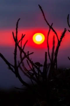 Sunset behind sticks Stock Photos
