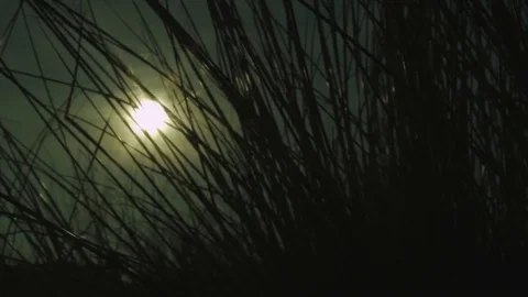 Sunset Behind Tall Grass Video stock 82285806