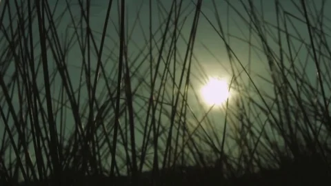Sunset Behind Tall Grass, Slider Shot Video stock 82285797