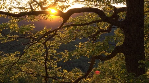 Sunset Behind Tree on Appalachian Trail Stock Footage 98052841
