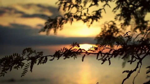 Sunset behind tree branch near the beach at dusk Stock Footage