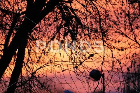 Sunset behind tree branches Stock Photos