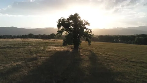 Sunset behind a tree- Drone camera moves forward and up Video stock 134821033