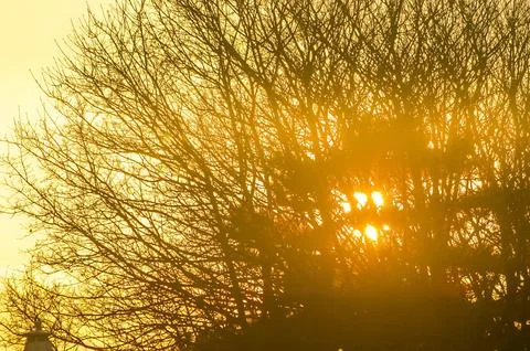 Sunset behind a tree during the winter Stock Photos