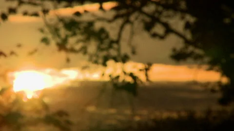 Sunset behind a tree Video stock 33848715