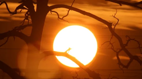 Sunset behind the tree Stock Footage 43869464