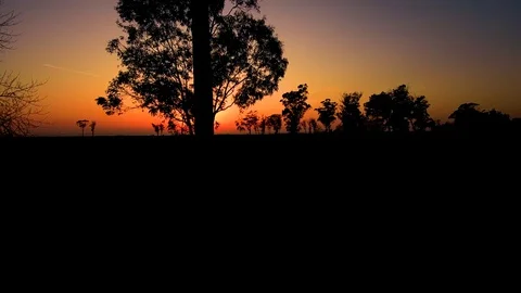 Sunset behind the tree Stock Footage 82224610