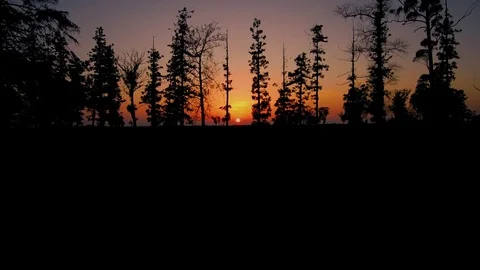 Sunset behind the tree Stock Footage 82224633