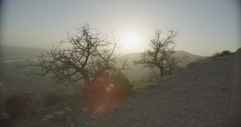 Sunset behind tree Stock Footage 203908762