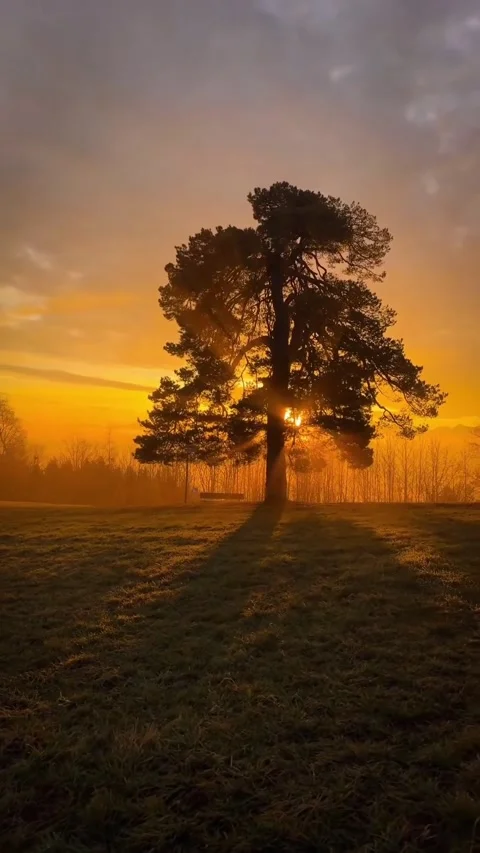 Sunset behind the tree Stock Footage 328441074