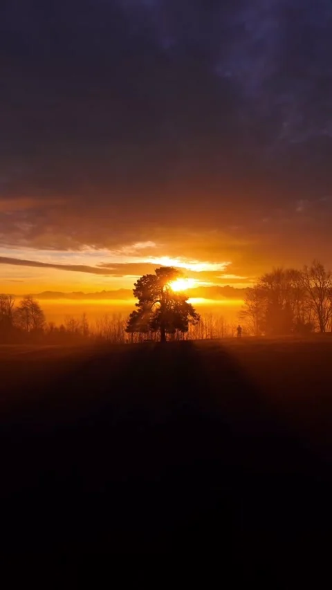 Sunset behind the tree Stock Footage 328441076