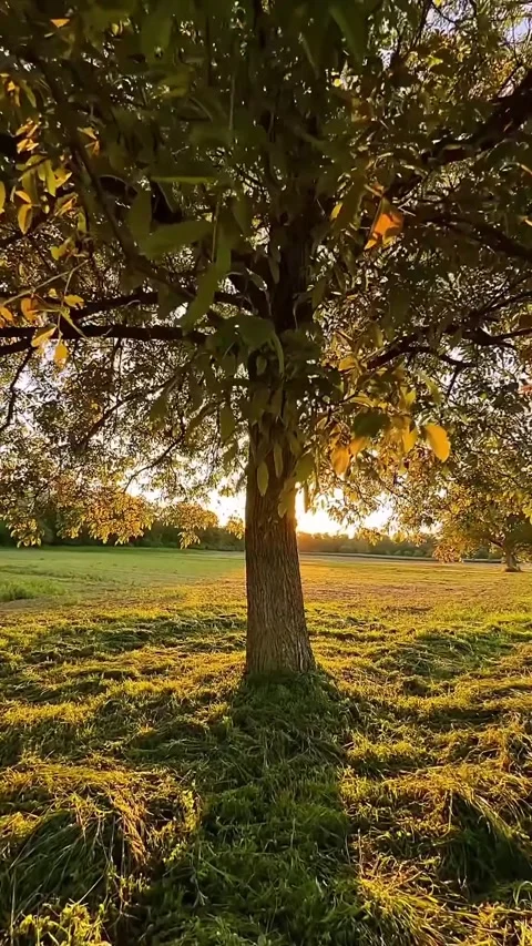 Sunset behind the tree Video stock 328704060