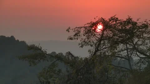Sunset Behind a Tree in the foreground in India Video stock 10577293