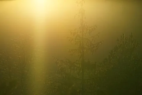 Sunset behind tree in the forest. Stock Photos