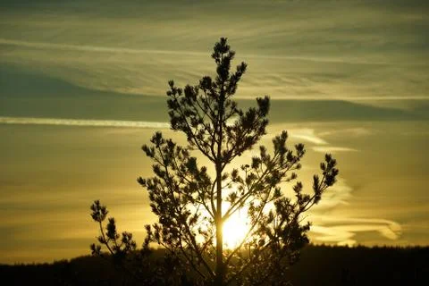 Sunset behind tree in the forest. Stock Photos