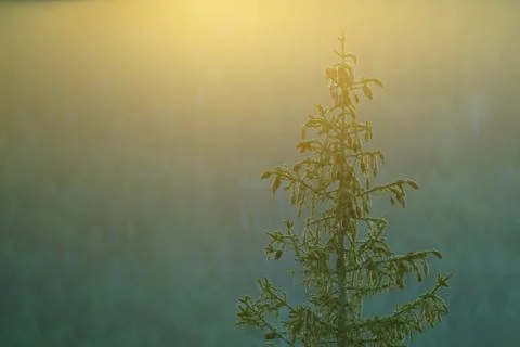 Sunset behind tree in the forest. Stock Photos