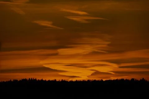 Sunset behind tree in the forest. Stock Photos