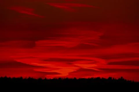Sunset behind tree in the forest. Stock Photos