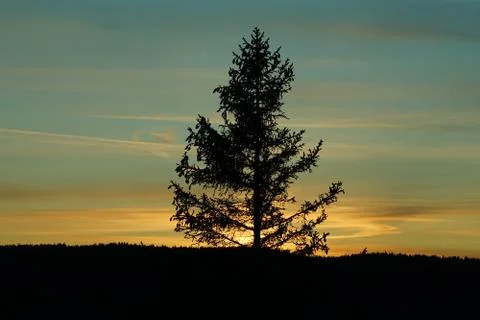 Sunset behind tree in the forest. Stock Photos