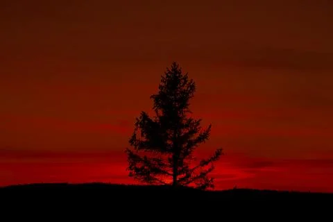 Sunset behind tree in the forest. Stock Photos