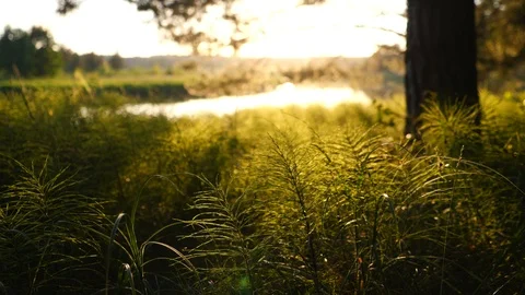 Sunset Behind Tree In The Forest On Riverside Video stock 94339385