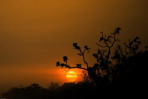 Sunset behind tree, Ghana Stock Photos
