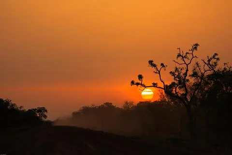 Sunset behind tree, Ghana Stock Photos