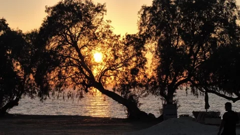 Sunset Behind Tree on Kos Beach Looking Towards Bodrum Turkey Stock Footage 316246193