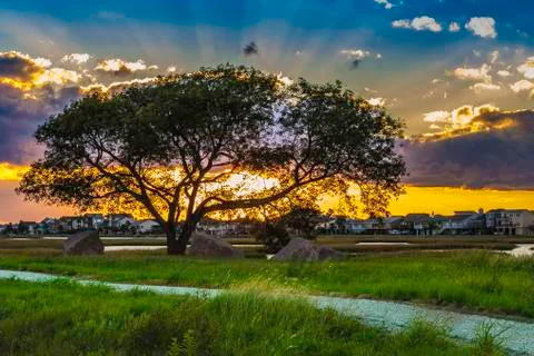 Sunset behind a tree Stock Photos