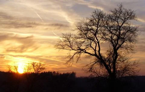 Sunset behind tree Stock Photos