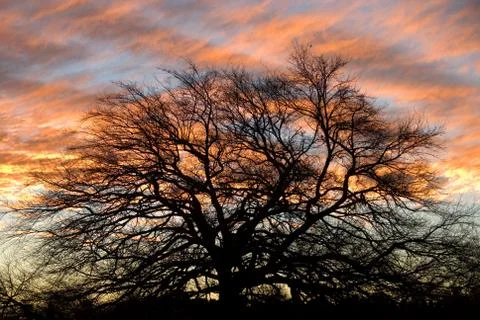 Sunset Behind the Tree Stock Photos
