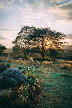 Sunset behind tree 스톡 사진
