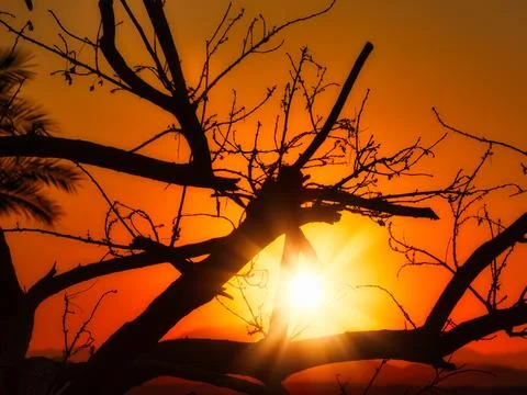 Sunset Behind Tree Silhouettes Egypt Foto stock