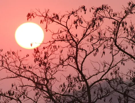 Sunset behind the trees 4 (Cinema 2K) Stock Footage 697088