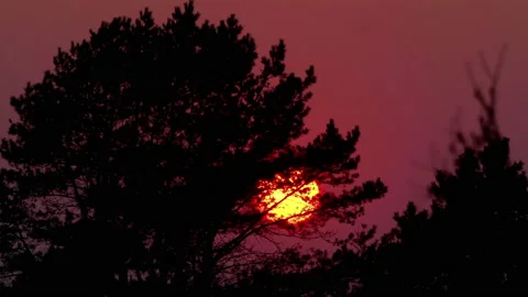 Sunset behind the trees in 4k slow motion 60fps Video stock 130729343