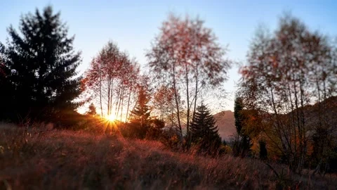 Sunset behind the trees in autumn warm colors,Trees and dry grass illuminated by Stock Footage 168674431
