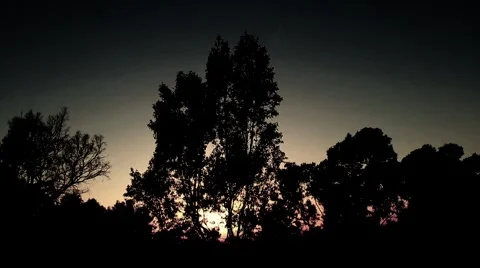 Sunset Behind Trees 動画素材 4681977