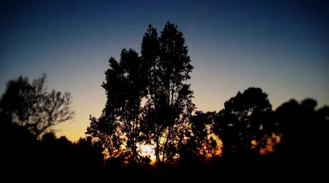 Sunset Behind Trees 動画素材 4791929