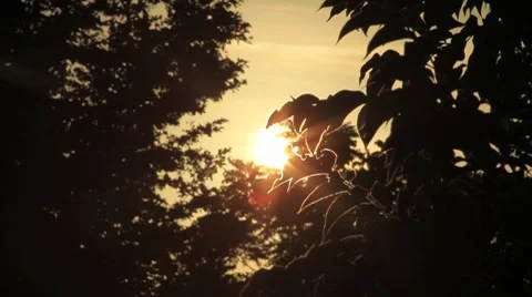 Sunset Behind the trees Stock Footage 8760585