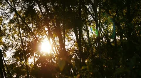 Sunset behind trees Stock Footage 20603667