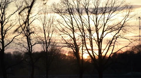 Sunset behind Trees Stock Footage 49291120