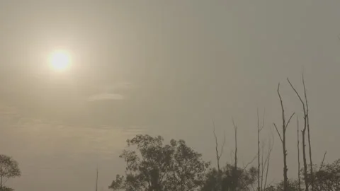 Sunset behind the trees Video stock 140878910