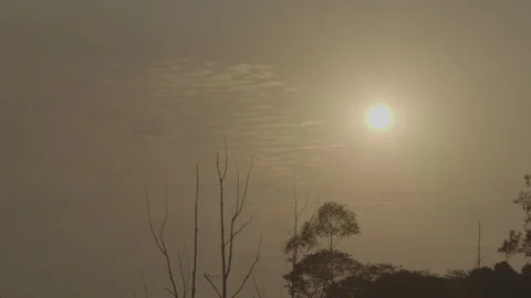 Sunset behind the trees Video stock 140881057