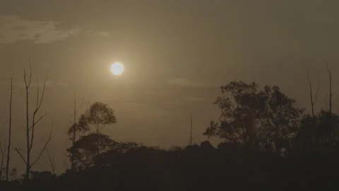 Sunset behind the trees Video stock 140881263