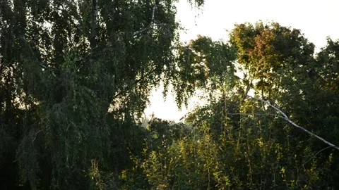 Sunset behind the trees Stock Footage 281107735