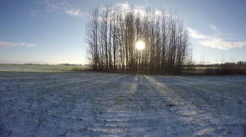 Sunset behind trees growing in winter field, time lapse 4K Video stock 58658316