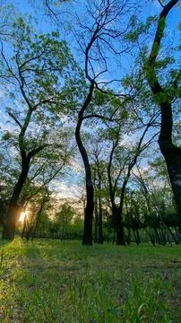 Sunset behind trees in a park during springtime with green grass and blue sky Photos