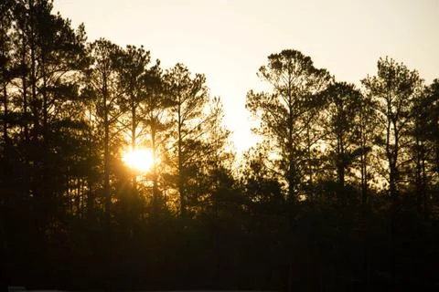 Sunset Behind trees Stock Photos