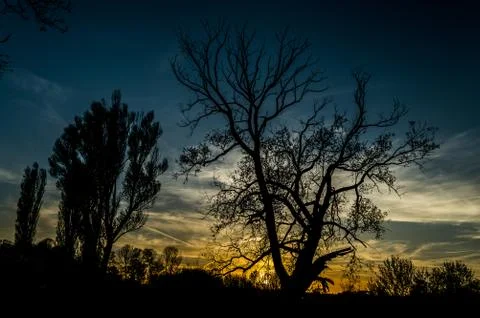 Sunset behind the trees Stock Photos