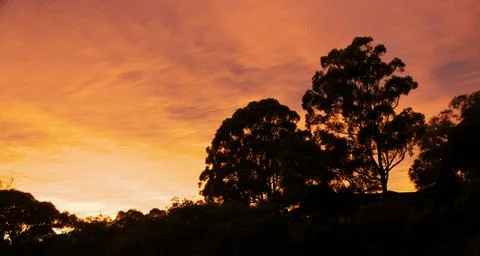 Sunset behind trees Stock Photos